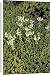 Canvas Prints of White stonecrop (Sedum album) from Science Photo Library