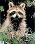Martin Archery Game Targets - Raccoon