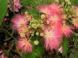 Eigenschaften Seedeo  / Schlafbaum (Albizzia julibrissin) 35 Korn
