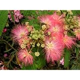 Seedeo Schlafbaum (Albizzia julibrissin) 50 Samenvon "Seedeo"