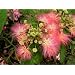 Seedeo Schlafbaum (Albizzia julibrissin) 50 Samen