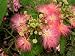 Schlafbaum (Albizzia julibrissin) 35 Korn