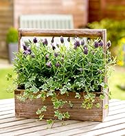 Lavender Trug