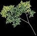 22 Length Ming Aralia Branch Sold per Dozen