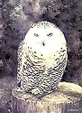 Snowy Owl Bird of Prey POSTCARD of Steve Greaves Painting