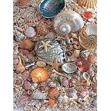  : Sea Shells 500 Pcs