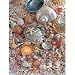 Sea Shells 500 Pcs