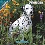 Dalmatian 2010 Wall Calendar #10033-10