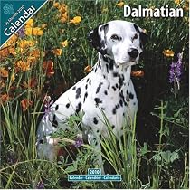 Dalmatian 2010 Wall Calendar #10033-10