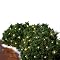150-Bulb Twinkle Net Lights - Clear/ Green Wire (4x6)