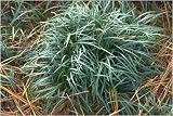 617Q6BP345L. SL160  Mondo Grass  Tray of 72 ~Ready to be planted~They all shipped together~