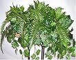 24" Ivy, Fern & Dracaena Ledge Shelf Plant