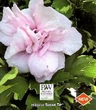 Sugar Tip Hibiscus Rose of Sharon - Creamy/White Tips!