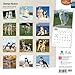 Siberian Huskies 18-Month 2015 Calendar
