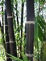 Black Bamboo Giant Java 10+ Seeds Very Rare!!