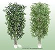 TWO 7' Artificial Trees -Ficus + Ming Arelia with Real Wood Trunks
