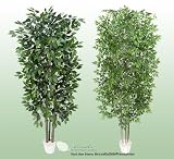 TWO 7' Artificial Trees - Very Full Ficus + Ming Arelia with Real Wood Trunks