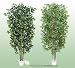 TWO 7' Artificial Trees - Very Full Ficus + Ming Arelia with Real Wood Trunks