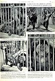 1951 ORANG-UTANS SURABAYA ZOO JAVA MALE FEMALE ANIMALS