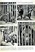 1951 ORANG-UTANS SURABAYA ZOO JAVA MALE FEMALE ANIMALS