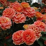 バラ苗 ブラスバンド 国産新苗植え替え6号スリット鉢 フロリバンダ(FL) 四季咲き中輪 複色系