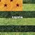 Zoysia
