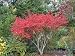 Burning Bush (Euonymus alatus)