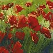 Ideal Home Range Field Poppy, Lunch Napkin,  20-Count Package (Pack of 6)