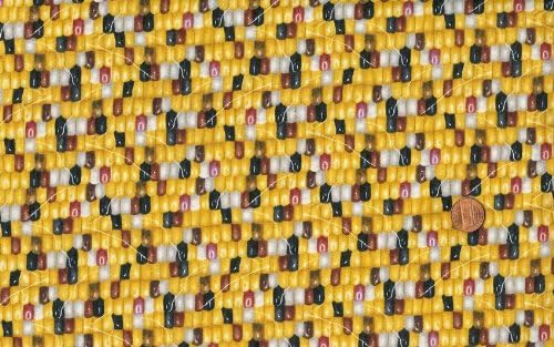 Elizabeth Studio 'Tuscon Corn' Multi-Colors on Cotton Fabric By the Yard