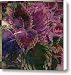 Giant Coleus Canvas Print / Canvas Art - Artist Barbara Berney