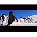 Product Video: Happy Feet-Trailer