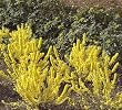 Gold Cluster Forsythia Two Gallon