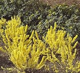 Gold Cluster Forsythia Two Gallon