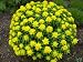 Grow Your Secret Garden Cushion Spurge Euphorbia Seeds