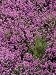 Bell Heather in Flower on Moorland, July Photographic Poster Print by Mark Hamblin, 1...
