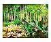 Scenic Tropical, Dale Chihuly, Glass blowing expo Scenic Giclee Poster Print by Palm Images, 24x20