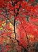 Colourful Leaves on Trees, Zion National Park, Utah, USA Stretched Canvas Poster Print