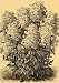1893 Print Perennial Phloxes Flowers Art Herbaceous - Original Halftone Print