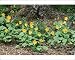Photographic Prints of Heartleaf ARNICA - wild flowers in the Centennial Nature Grove from Ardea Wildlife Pets