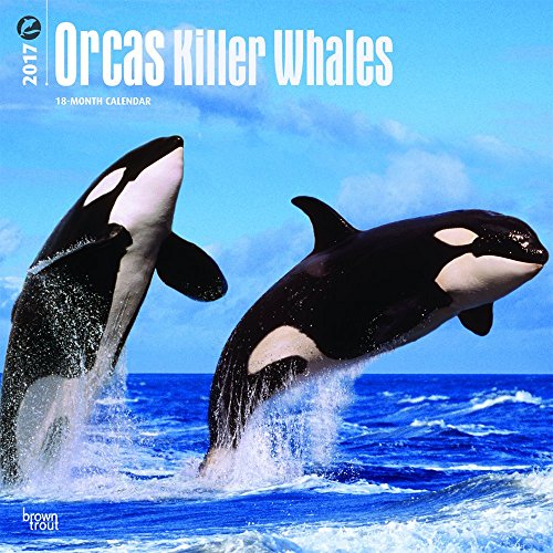 Orcas, Killer Whales 2017 Square