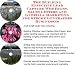 The Guerilla Marketing, Building Effective Lead Capture Web Pages, Sales Letters for ...