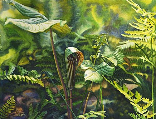 Jack In The Pulpit Art Watercolor Painting Print, 8x10, nature art, green yellow purple brown, giclee print, ferns