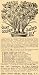 1897 Ad Giant Golden Sacred Lily Flower John Childs - Original Print Ad