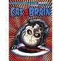 Cat in the Brain