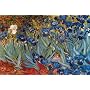 Vincent Van Gogh (Irises) Art Poster Print ~ Approx 36 x 24 inches