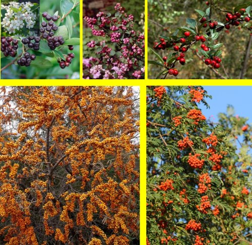 Vogelhecke, bestehend aus je 2 Pflanzen: Apfelbeere (Aronia prunifolia Viking&reg;), Sanddorn  Preisvergleich