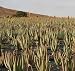 Aloe Vera - 24