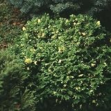 Amazon / Hirts: False Cypress: Mini Variegated False Cypress - Chamaecyparis - NEW!