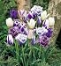 Purple Passion Tulip Blend 18 Bulbs-Best Purple & White