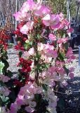Pink Pearl Bougainvillea One Gallon Plant
